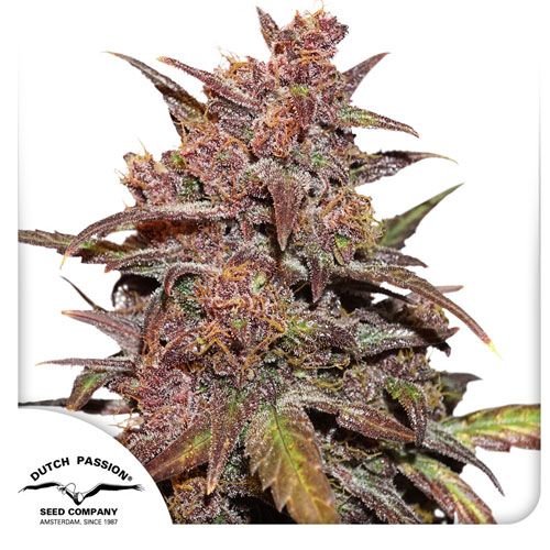 CBD Auto Blackberry Kush®