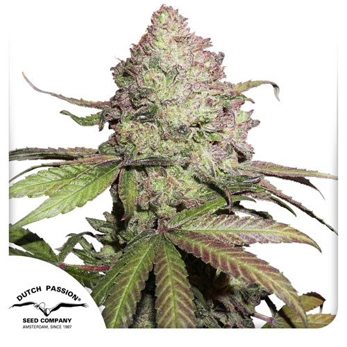 CBD Auto Charlotte’s Angel®