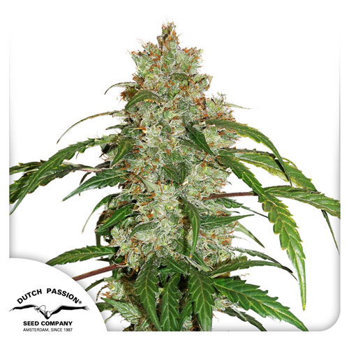 CBD Auto White Widow®